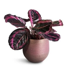 Lydia Plant Pot - Shiny Purple -Indoor Plants Store Calathea roseopicta Surprise Star Rose Painted Calathea 14x30cm Lydia Plant Pot Shiny Purple 18x16cm 4b025fa9 a14d 47e0 ae0c 217b25fe851b
