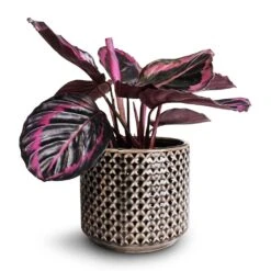 Calathea Roseopicta Surprise Star - Rose Painted Calathea 11 Calathea Roseopicta Surprise Star - Rose Painted Calathea -Indoor Plants Store Calathea roseopicta Surprise Star Rose Painted Calathea 14x30cm Thies Plant Pot Anthracite 17x15cm