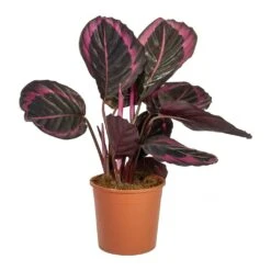 Calathea Roseopicta Surprise Star - Rose Painted Calathea 10 Calathea Roseopicta Surprise Star - Rose Painted Calathea -Indoor Plants Store Calathea roseopicta Surprise Star Rose Painted Calathea