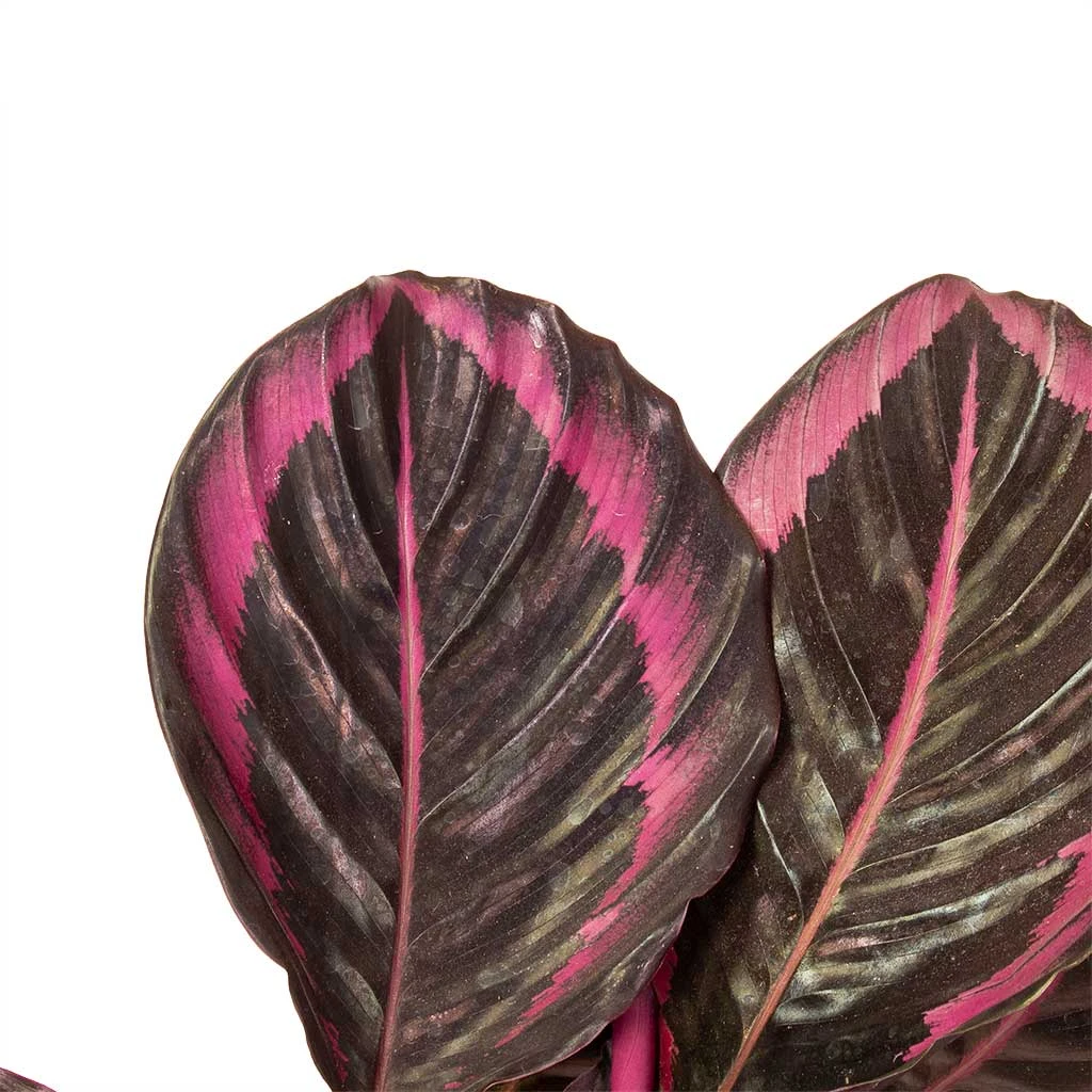 Calathea Roseopicta Surprise Star - Rose Painted Calathea 4 Calathea Roseopicta Surprise Star - Rose Painted Calathea - Image 2