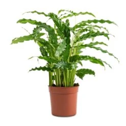 Calathea Rufibarba Bluegrass - Velvet Calathea -Indoor Plants Store Calathea rufibarba Bluegrass Velvet Calathea 12x40cm