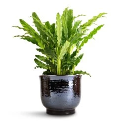 Calathea Rufibarba Bluegrass - Velvet Calathea -Indoor Plants Store Calathea rufibarba Bluegrass Velvet Calathea 12x40cm Jayla Plant Pot Espresso 17x14cm 1 a48f4ff7 c5b5 40b3 addc 7584a82d6eeb