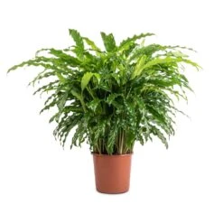Calathea Rufibarba Bluegrass - Velvet Calathea -Indoor Plants Store Calathea rufibarba Bluegrass Velvet Calathea 17x60cm