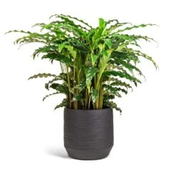 Calathea Rufibarba Bluegrass - Velvet Calathea -Indoor Plants Store Calathea rufibarba Bluegrass Velvet Calathea 17x60cm Norell Plant Pot Black 21x20cm