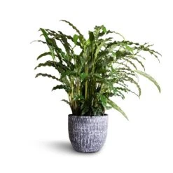 Calathea Rufibarba Bluegrass - Velvet Calathea -Indoor Plants Store Calathea rufibarba Green Green Velvet Calathea 17x55cm Cas Plant Pot Anthracite 21x19cm 8939fed8 4444 4c07 b0c6 576341836525