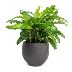 Calathea Rufibarba Bluegrass - Velvet Calathea -Indoor Plants Store Calathea rufibarba Green Velvet Calathea Mini Orb Kevan Plant Pot Black Washed