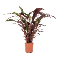 Calathea Rufibarba - Velvet Calathea 15 Calathea Rufibarba - Velvet Calathea -Indoor Plants Store Calathea rufibarba Velvet Calathea 19x70cm