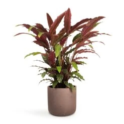 Calathea Rufibarba - Velvet Calathea 20 Calathea Rufibarba - Velvet Calathea -Indoor Plants Store Calathea rufibarba Velvet Calathea 19x70cm Charlie Plant Pot Ash Brown 25x24cm