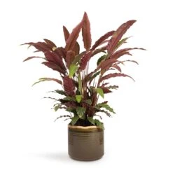 Calathea Rufibarba - Velvet Calathea 19 Calathea Rufibarba - Velvet Calathea -Indoor Plants Store Calathea rufibarba Velvet Calathea 19x70cm Jordy Plant Pot Forest Green 23x21cm
