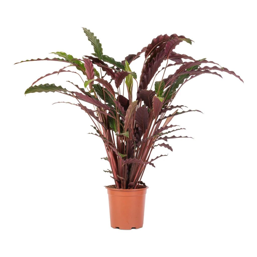 Calathea Rufibarba - Velvet Calathea 6 Calathea Rufibarba - Velvet Calathea - Image 4