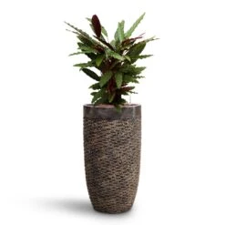 Calathea Rufibarba - Velvet Calathea - HydroCare -Indoor Plants Store Calathea rufibarba Velvet Calathea HydroCare Luxe Lite Layer Partner Planter Bronze