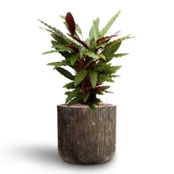Calathea Rufibarba - Velvet Calathea - HydroCare -Indoor Plants Store Calathea rufibarba Velvet Calathea Hydroculture Luxe Lite Waterfall Cylinder Planter Bronze