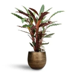 Calathea Rufibarba - Velvet Calathea - HydroCare -Indoor Plants Store Calathea rufibarba Velvet Calathea Hydroculture Ryan Plant Pot Shiny Gold