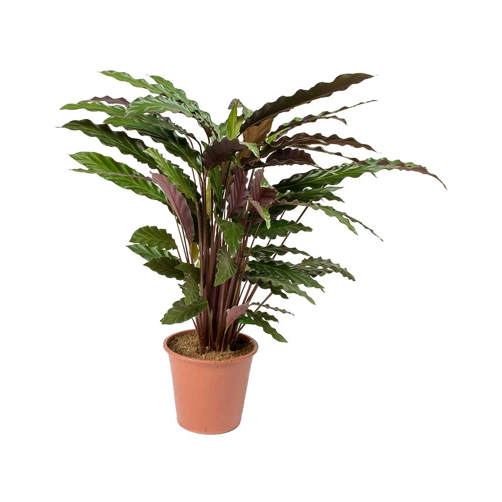 Calathea Rufibarba - Velvet Calathea 9 Calathea Rufibarba - Velvet Calathea - Image 7