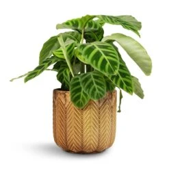 Calathea Zebrina - Zebra Plant 30 Calathea Zebrina - Zebra Plant -Indoor Plants Store Calathea zebrina Zebra Plant 14x45cm Cecil Plant Pot Ochre 18x17cm 2 f5ee1e5a 405c 4171 b782 e469d2a447d8