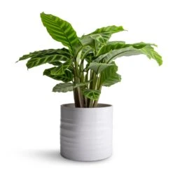 Calathea Zebrina - Zebra Plant 26 Calathea Zebrina - Zebra Plant -Indoor Plants Store Calathea zebrina Zebra Plant 14x45cm Hadleigh Plant Pot White 17x15cm