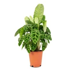 Calathea Zebrina - Zebra Plant 21 Calathea Zebrina - Zebra Plant -Indoor Plants Store Calathea zebrina Zebra Plant 19x60cm