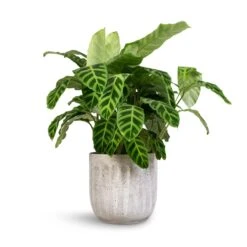 Calathea Zebrina - Zebra Plant 25 Calathea Zebrina - Zebra Plant -Indoor Plants Store Calathea zebrina Zebra Plant 19x60cm Duncan Plant Pot Cement 23x22cm 1 3410e554 6324 453d 9f32 605667f81e28