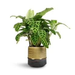 Calathea Zebrina - Zebra Plant 24 Calathea Zebrina - Zebra Plant -Indoor Plants Store Calathea zebrina Zebra Plant 19x60cm Marlijn Plant Pot Thyme 21x21cm 1 1912bc3b 4753 4f94 af5f 069230cec5ee