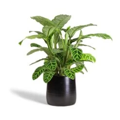 Calathea Zebrina - Zebra Plant 22 Calathea Zebrina - Zebra Plant -Indoor Plants Store Calathea zebrina Zebra Plant 19x70cm Akemi Plant Pot Carbon Black 27x25cm