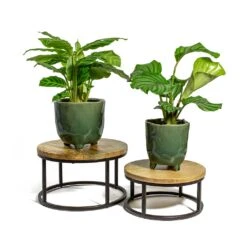 Calathea Orbifolia -Indoor Plants Store Calathea zebrina Zebra Plant Calathea orbifolia kaat green plant pot lois plant stand 247b9b9b cd05 4afa 80c5 c43371d14ee4