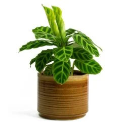 Calathea Zebrina - Zebra Plant 29 Calathea Zebrina - Zebra Plant -Indoor Plants Store Calathea zebrina Zebra Plant Jordy Plant Pot Caramel f28e7900 0ef1 4531 a702 beb7f2e4d28d