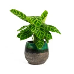 Lindy Plant Pot - Black Green -Indoor Plants Store Calathea zebrina Zebra Plant Lindy Plant Pot Black Green