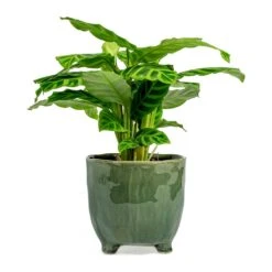 Calathea Zebrina - Zebra Plant 31 Calathea Zebrina - Zebra Plant -Indoor Plants Store Calathea zebrina Zebra Plant kaat green plant pot