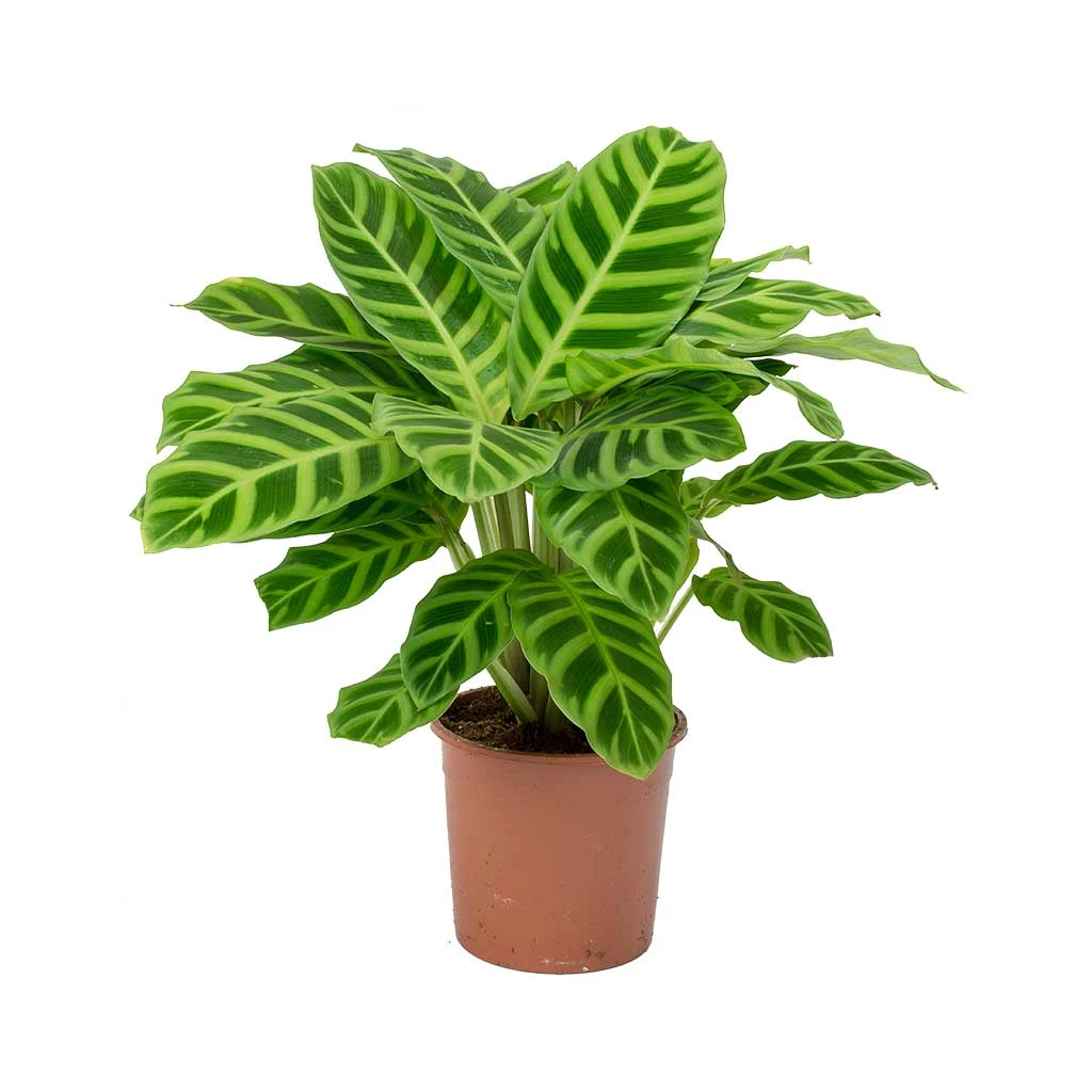 Calathea Zebrina - Zebra Plant 12 Calathea Zebrina - Zebra Plant - Image 10