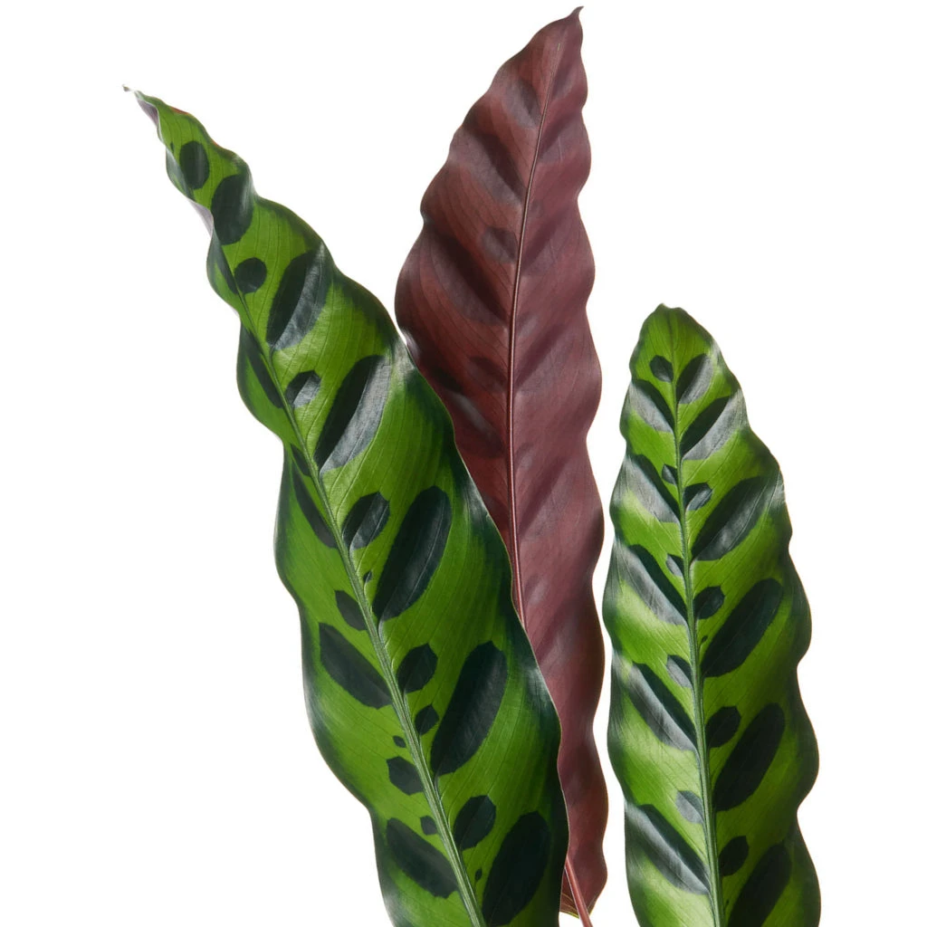 Calathea Lancifolia - Rattlesnake Plant 11 Calathea Lancifolia - Rattlesnake Plant - Image 9
