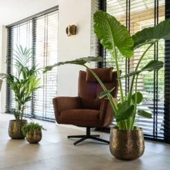 Calvin Metal Plant Pots - Set Of 3 - Matt Gold 26 Calvin Metal Plant Pots - Set Of 3 - Matt Gold -Indoor Plants Store Calvin Metal Plant Pots Set of 3 Matt Gold 7