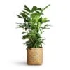 Caryota Mitis - Fish Tail Palm 2 Caryota Mitis - Fish Tail Palm -Indoor Plants Store Caryota mitis Fish Tail Palm 24x115cm Zayn Bamboo Planter 31.5x33cm 2