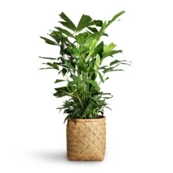 Zayn Bamboo Planter -Indoor Plants Store Caryota mitis Fish Tail Palm 24x115cm Zayn Bamboo Planter 31.5x33cm 2 8c91a857 9056 4fc9 91bb 49927de47e7f
