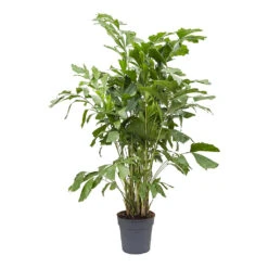 Caryota Mitis - Fish Tail Palm -Indoor Plants Store Caryota mitis Fish Tail Palm 27cm