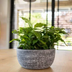 Cas Plant Bowl - Anthracite -Indoor Plants Store CasPlantBowl Anthracite 1