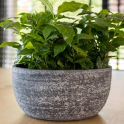 Cas Plant Bowl - Anthracite -Indoor Plants Store CasPlantBowl Anthracite 3