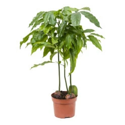 Castanospermum Australe - Moreton Bay Chestnut 20 Castanospermum Australe - Moreton Bay Chestnut -Indoor Plants Store Castanospermum australe Moreton Bay Chestnut 12cm