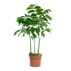 Castanospermum Australe - Moreton Bay Chestnut 16 Castanospermum Australe - Moreton Bay Chestnut -Indoor Plants Store Castanospermum australe Moreton Bay Chestnut 12cm 32ab1e60 8876 4c6c 918d 94e773d83107