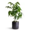 Castanospermum Australe - Moreton Bay Chestnut 2 Castanospermum Australe - Moreton Bay Chestnut -Indoor Plants Store Castanospermum australe Moreton Bay Chestnut 12x45cm Hadleigh Plant Pot Charcoal 14x13cm
