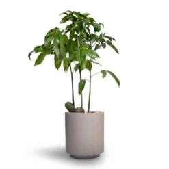 Suzi Plant Pot - Grey Washed 19 Suzi Plant Pot - Grey Washed -Indoor Plants Store Castanospermum australe Moreton Bay Chestnut 12x45cm Suzi Plant Pot Grey Washed 15x16 1