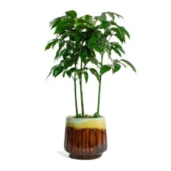 Castanospermum Australe - Moreton Bay Chestnut 19 Castanospermum Australe - Moreton Bay Chestnut -Indoor Plants Store Castanospermum australe Moreton Bay Chestnut Alice Plant Pot Caramel 66a61ee4 f140 488d 86ec 4d2d559ba258