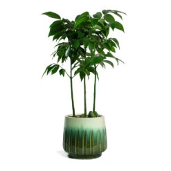 Castanospermum Australe - Moreton Bay Chestnut 22 Castanospermum Australe - Moreton Bay Chestnut -Indoor Plants Store Castanospermum australe Moreton Bay Chestnut Alice Plant Pot Ocean b5d138aa df5b 4d7b 8514 2a22fa8860c8