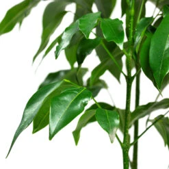 Castanospermum Australe - Moreton Bay Chestnut 17 Castanospermum Australe - Moreton Bay Chestnut -Indoor Plants Store Castanospermum australe Moreton Bay Chestnut Close Up