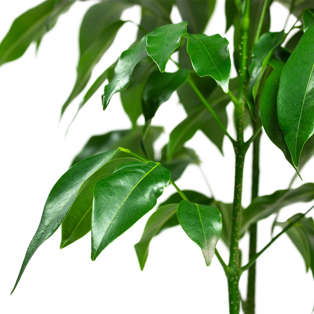 Castanospermum Australe - Moreton Bay Chestnut 7 Castanospermum Australe - Moreton Bay Chestnut - Image 5