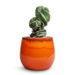 Charlotte Plant Pot - Orange -Indoor Plants Store Cereus forbesii spiralis Spiralled Cereus 10x20cm Charlotte Plant Pot Orange 19x16cm