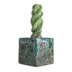 Cereus Forbesii Spiralis - Spiralled Cereus -Indoor Plants Store Cereus forbesii spiralis Spiralled Cereus 10x20cm Lava Cube Relic Planter Jade 16x16x16cm