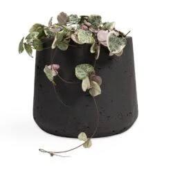 Ceropegia Woodii - Variegated String Of Hearts -Indoor Plants Store Ceropegia woodii String of Hearts 10.5x20cm no hanger Patt Plant Pot Black Washed 17x14cm