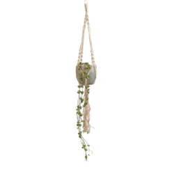 Ceropegia Woodii - String Of Hearts -Indoor Plants Store Ceropegia woodii String of Hearts 10x20cm Macrame Hanging Plant Pot 12x10cm 2