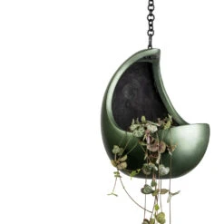 Gradient Hanging Cocoon - Matt Forest -Indoor Plants Store Ceropegia woodii String of Hearts 11x20cm Gradient Hanging Cocoon Matt Forest 20x24cm