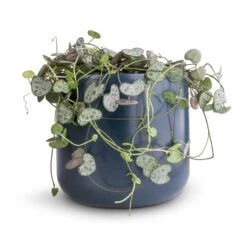 Ceropegia Woodii - String Of Hearts -Indoor Plants Store Ceropegia woodii String of Hearts 12x25cm no hanger Lisbon Plant Pot Navy 13x13cm